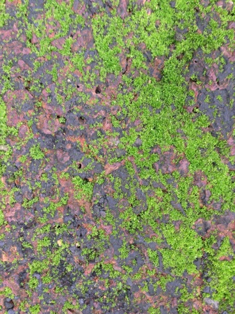 Natural green moss on red rock brick in a resort in Chiangai Thailandの素材