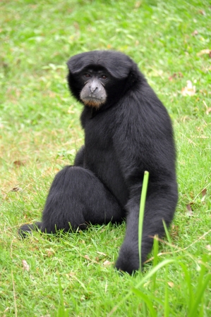 Black howler monkey sitting on the grass and looking forwardの写真素材