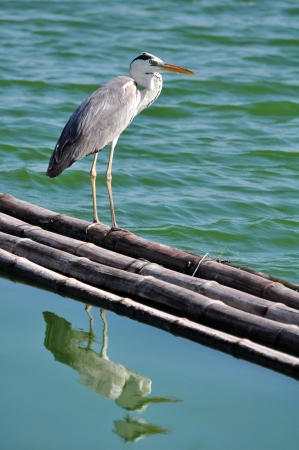 Great Grey Heron (Ardea cinerea)  on floating bamboo,Thailandの写真素材
