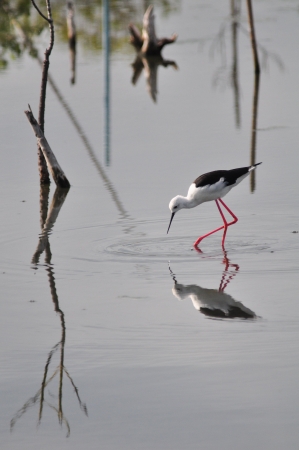 Black-winged Stilt bird (Himantopus himantopus ) walk alone to find the foodの写真素材