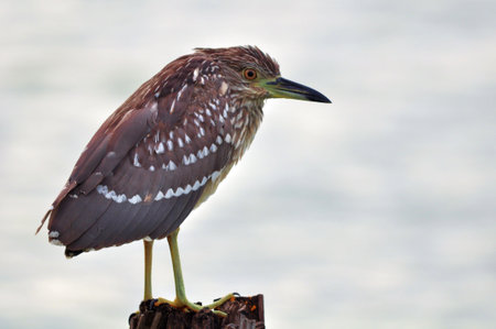 A Striated Mangrove Heron (Butorides Striata) also known as Mangrove Heron, Little Heron or...