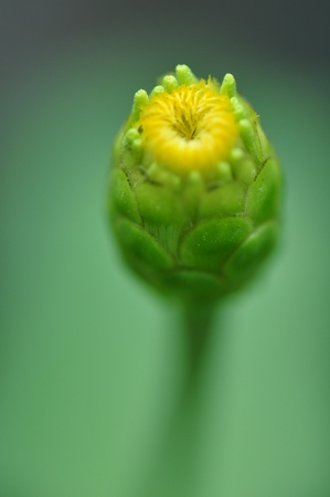 Yellow zinnia bud in afternoon sunlightの写真素材
