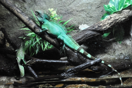Green basilisks (Basiliscus plumifrons) in the zooの写真素材