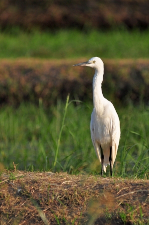 Little Egret (Egretta garzetta) in natureの写真素材