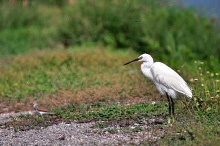 Little Egret (Egretta garzetta)の写真素材