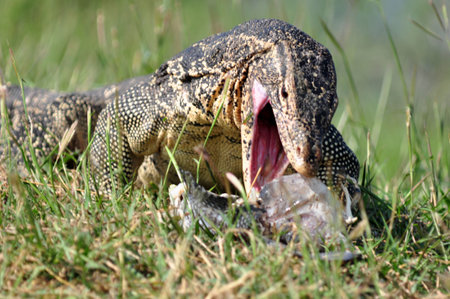 Water monitor lizard (varanus salvator) eating fish