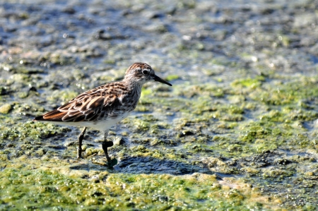 Pacific Golden Plover (Pluvialis fulva) in Thailandの写真素材