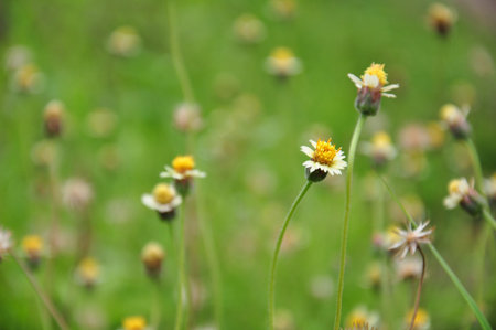 Coldenia procumbens Linn. used in traditional medicine for the treatment of inflammation, rheumatism, diabetes.の写真素材