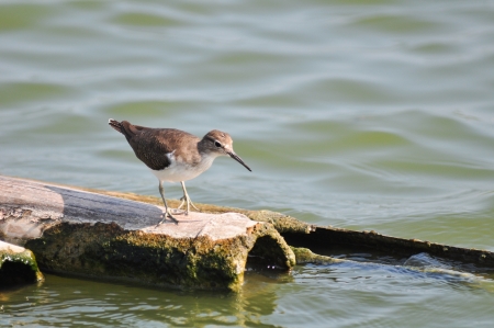 Red-necked Stint at  The Laem Phak Bia Environmental Study and Development Projectの写真素材