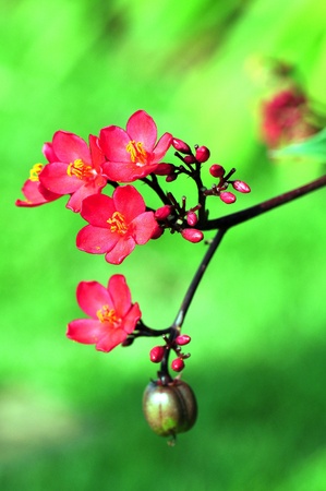 Jatropha integerrima flower in Thailandの写真素材