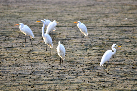 Beautiful Great Egret(Ardea alba) in sunlightの写真素材