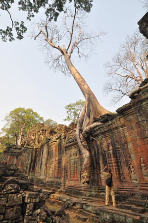 The giant banyan tree at Preah Khan at Siem Reap in Cambodiaの写真素材