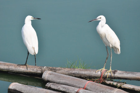 Little Egret (Egretta garzetta) in Thailand