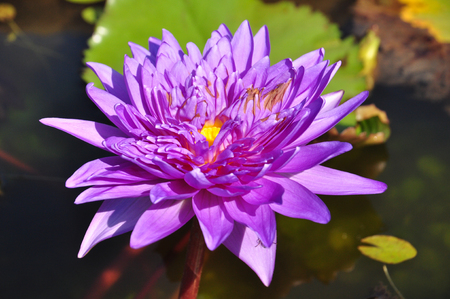 Purple water lilly blooming in morning sunlight,Thailand.の写真素材