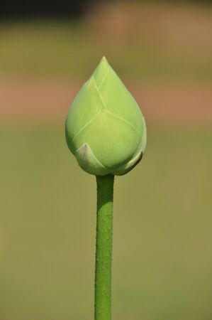 Fresh lotus bud for worship,Thailand.の写真素材