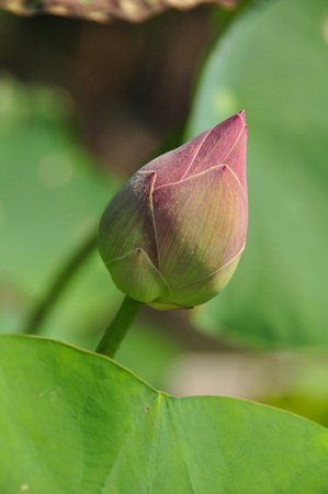 Fresh pink lotus bud for worshipの写真素材