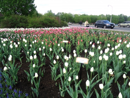 Ottawa Tulip Festival @Dow s Lake, 2013のeditorial素材