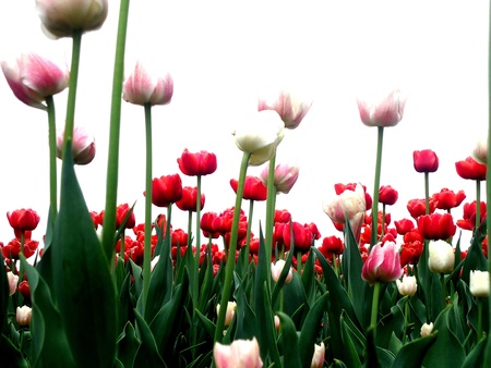 Ottawa Tulip Festival @Dow s Lake, 2013の写真素材