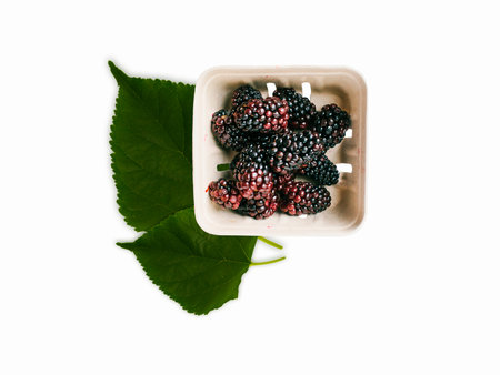Mulberry and leaves