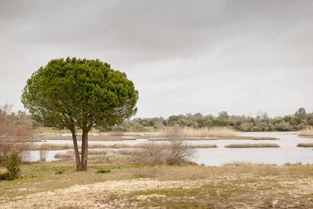 solitary pine in the marshes of Do?ana, Huelva, Spainの写真素材