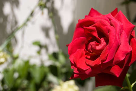 detail of a red rose in a street of a white town in Andalusia, Spainの写真素材