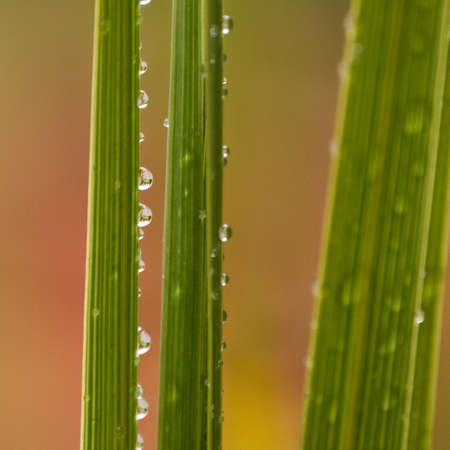 detail of green leaves with dew drops and bokenの写真素材