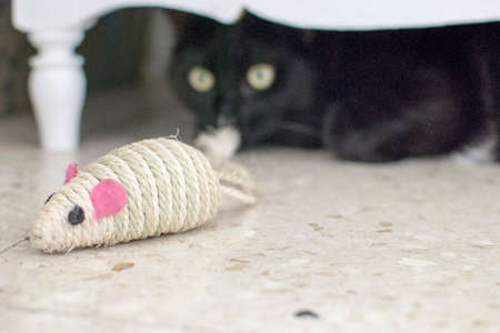black cat in the background stalking a toy mouseの写真素材