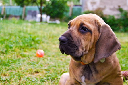 Fila Brasileiro breed dog puppy in a gardenの写真素材