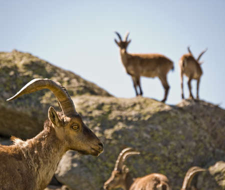 group of mountain goats or capra pyrenaica in sierra de gredosの写真素材