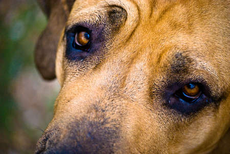 face of female dog of the Fila Brasileiro breedの写真素材