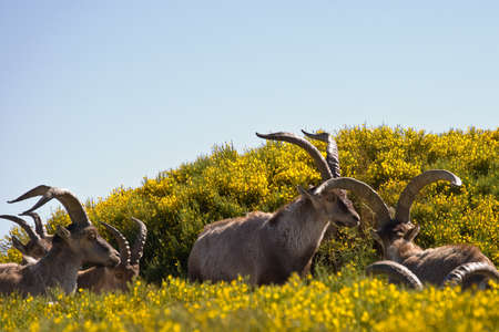 group of goats in sierra de gredosの写真素材