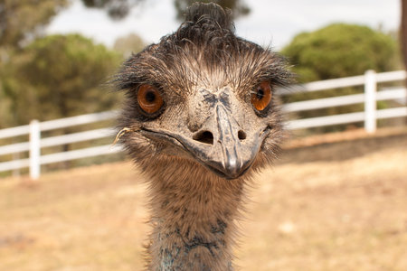 Portrait of an ostrich in the paddock of a farmの写真素材