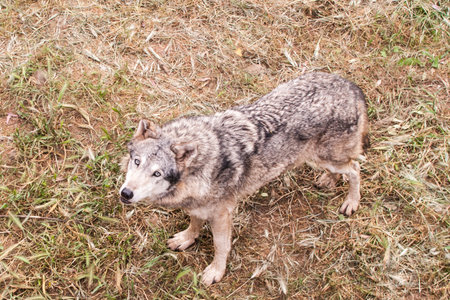 Gray wolf in the nature. Wild animal in the natural environment.の写真素材