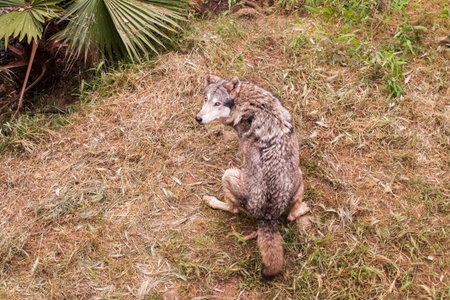 Wolf sitting on the grass in the park,