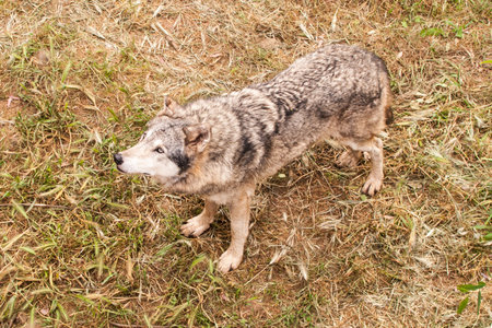 Gray wolf (Canis lupus) standing on the grass