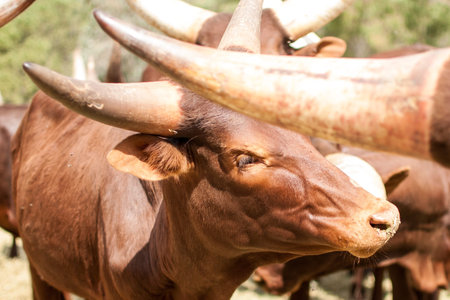 Close-up of a brown bull with large horns on the farm