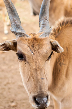 Close up of an antelope in the zoo,Thailand.の写真素材