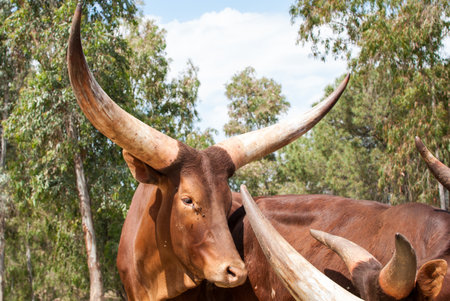 Portrait of a bull with big horns in the paddock.