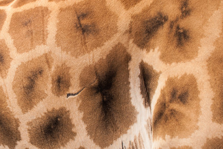 Giraffe skin texture background. Close up of giraffe skin.の写真素材