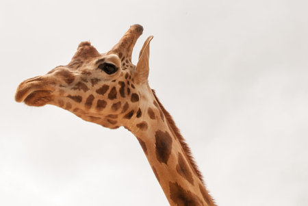 Giraffe in the wild, close-up of head and neckの写真素材
