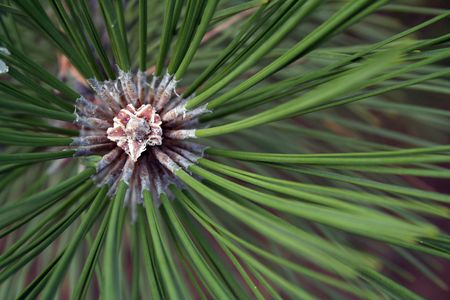green pine needles with centre of growth horizontalの写真素材