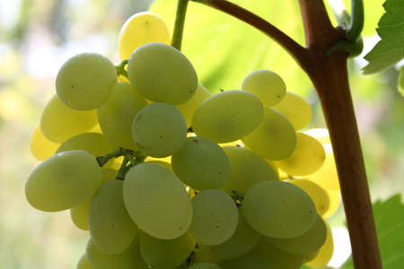 bunch of green grapes on vine under sun horizontalの写真素材