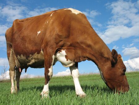 cow  without horns eating young grass from botom viewの写真素材