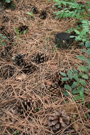 Old fir cones on a fir needles and stump in forestの写真素材