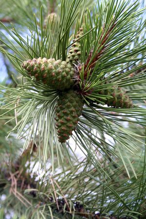 fir coneの写真素材