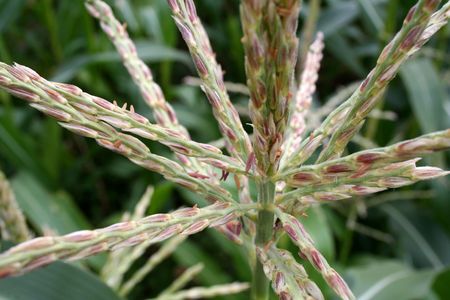 panicle of cornの写真素材