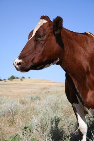 cow without horns watching side from botom viewの写真素材