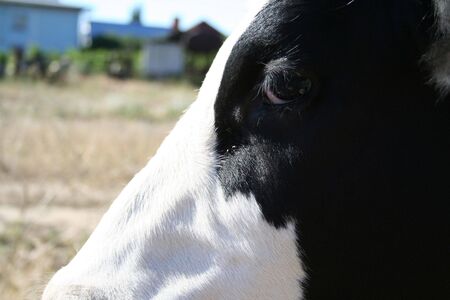 young cow face to right watching sideの写真素材