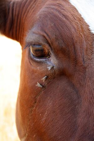 cow eye and fly on skinの写真素材