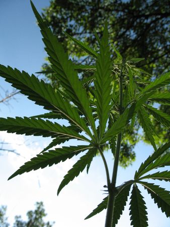 twig of Cannabis sativa (hemp) from bottomの写真素材